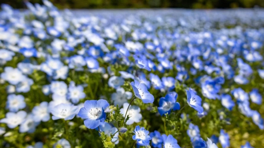 清水公園の花ファンタジア