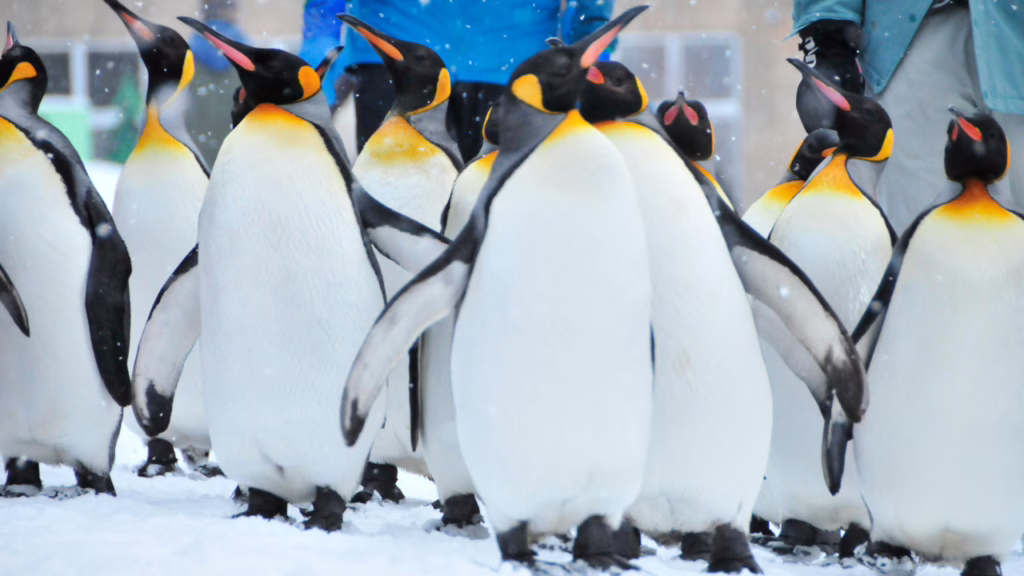 旭山動物園の冬季限定ペンギン散歩