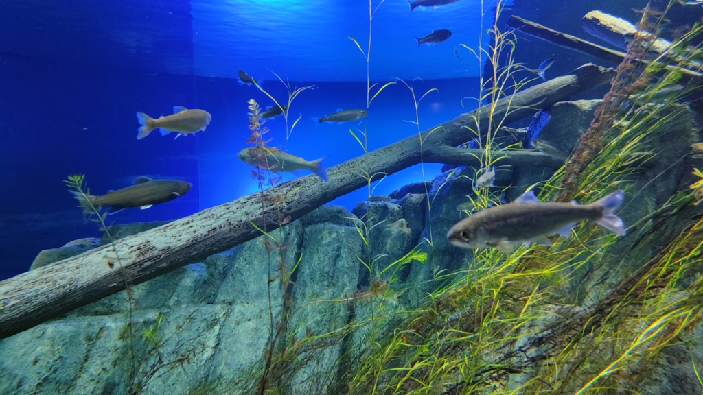 千歳水族館の⽀笏湖ゾーンの水槽