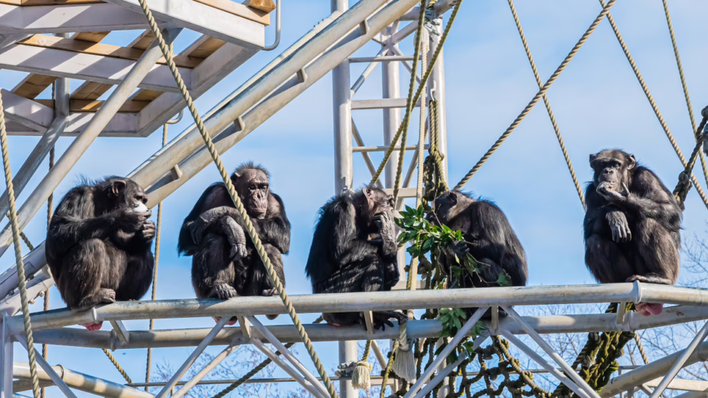 北海道 円山動物園のチンパンジー