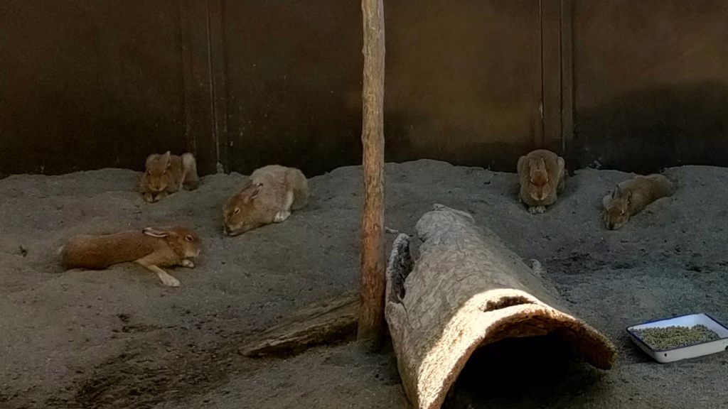 北海道 円山動物園のニホンノウサギ