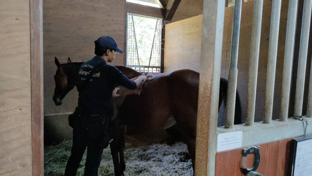 ノーザンホースパークのきゅう舎1でスタッフからブラッシングを受ける馬