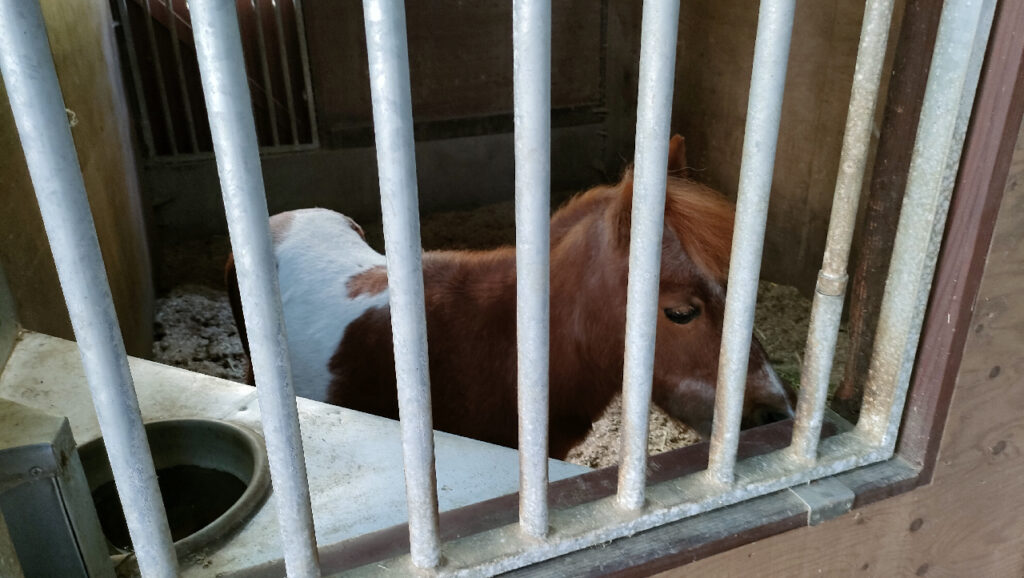 ノーザンホースパークのきゅう舎1にいるポニー