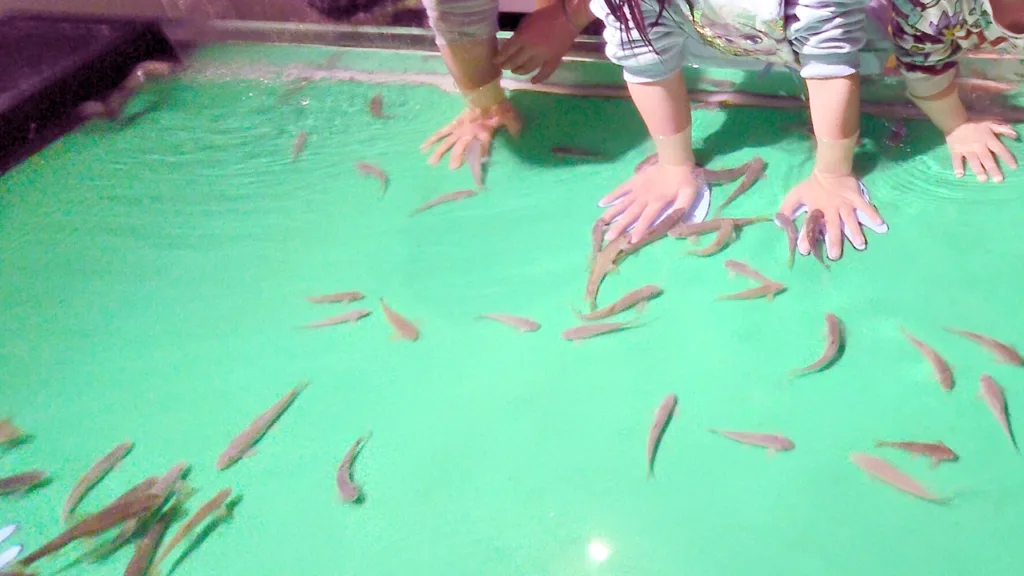 姫路市立水族館「ひめすい」で子供たちが手を入れているドクターフィッシュの水槽