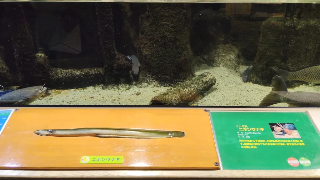 姫路市立水族館「ひめすい」で日本ウナギの展示コーナー