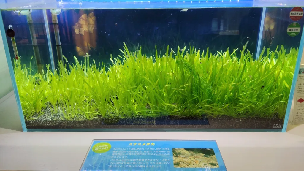 姫路市立水族館「ひめすい」の新館のメダカ水槽