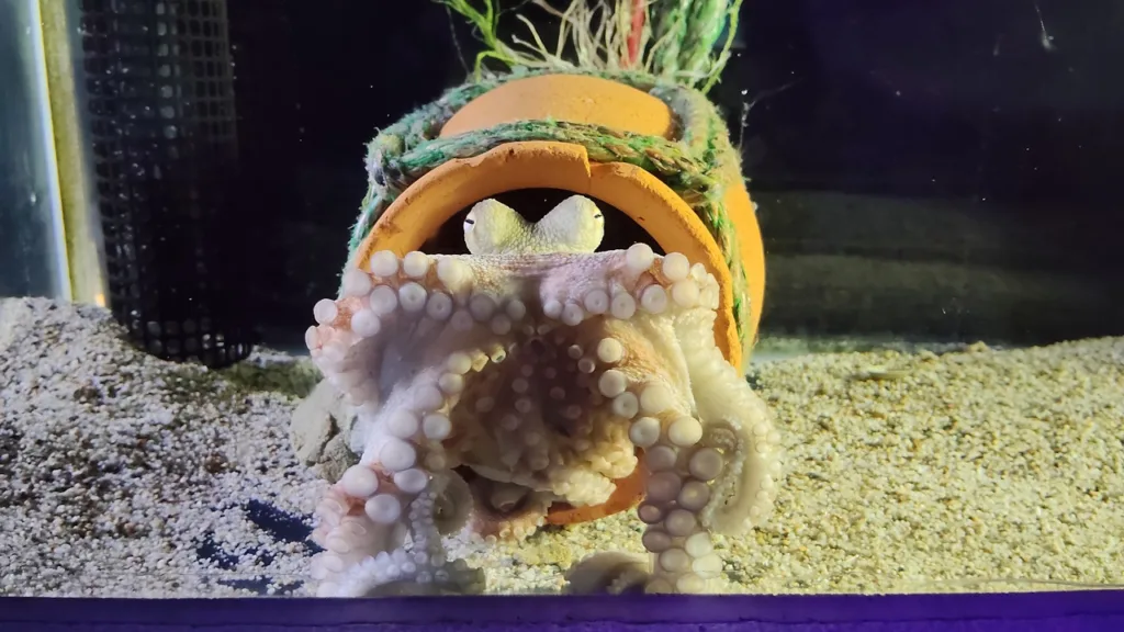 姫路市立水族館「ひめすい」で展示されているタコ