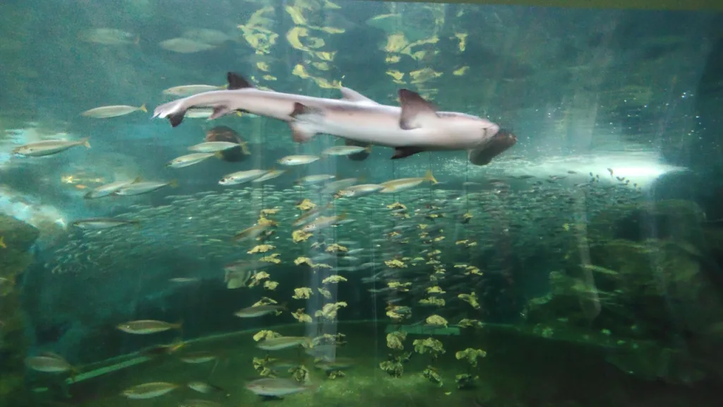 姫路市立水族館「ひめすい」の播磨灘大水槽