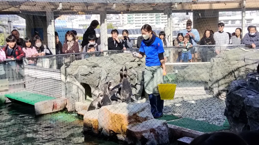 姫路市立水族館「ひめすい」のペンギンの餌やりタイム