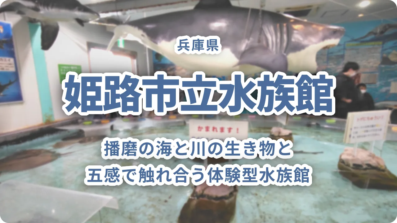 姫路市立水族館「ひめすい」完全ガイド｜播磨の海と川の生き物と五感で触れ合う体験型水族館