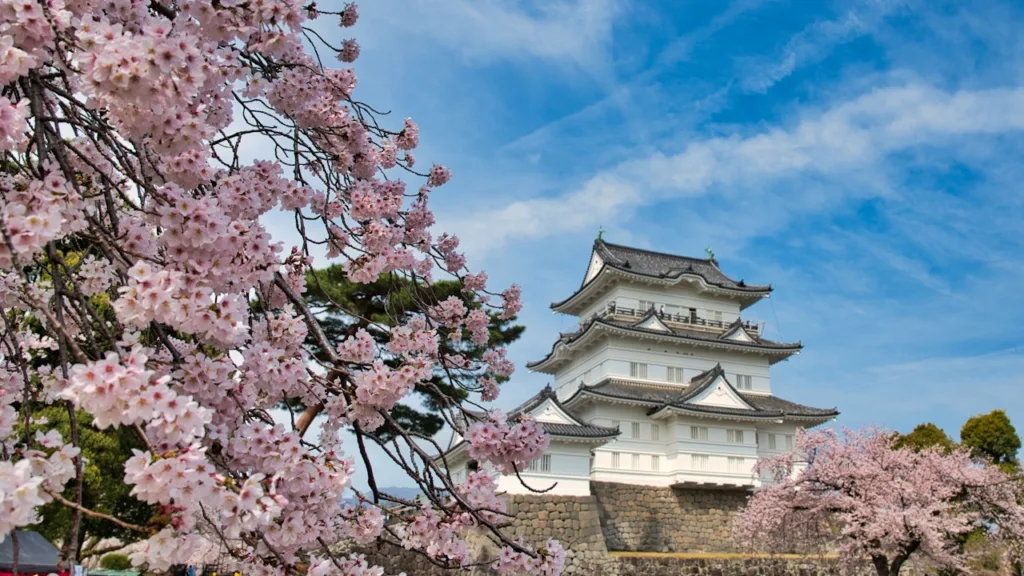 小田原城と桜