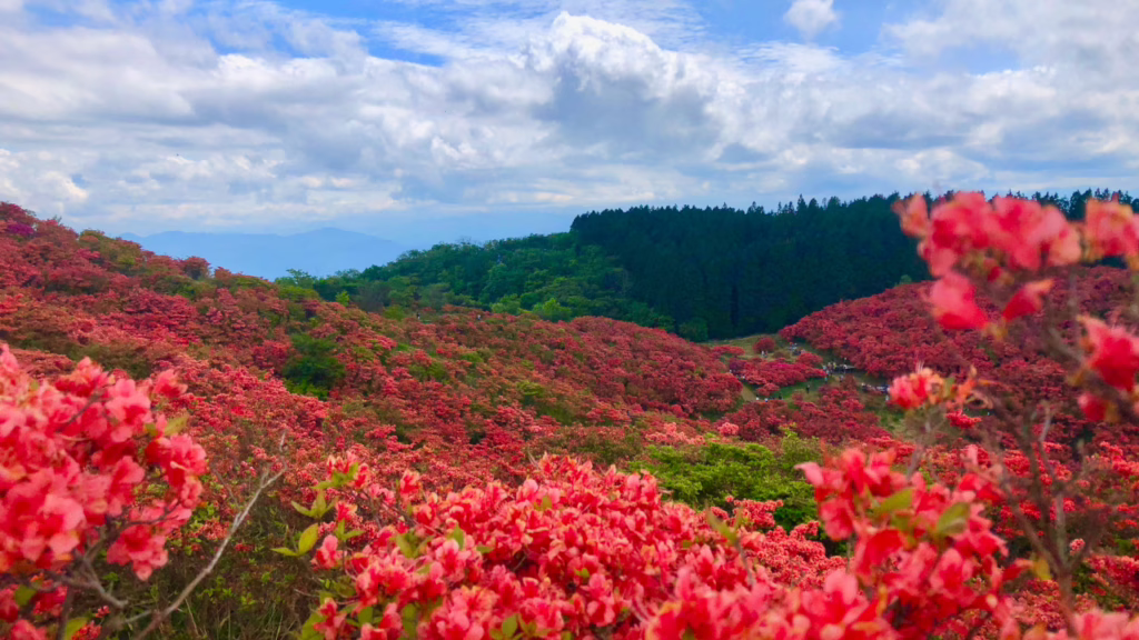 奈良県 葛城山のツツジ