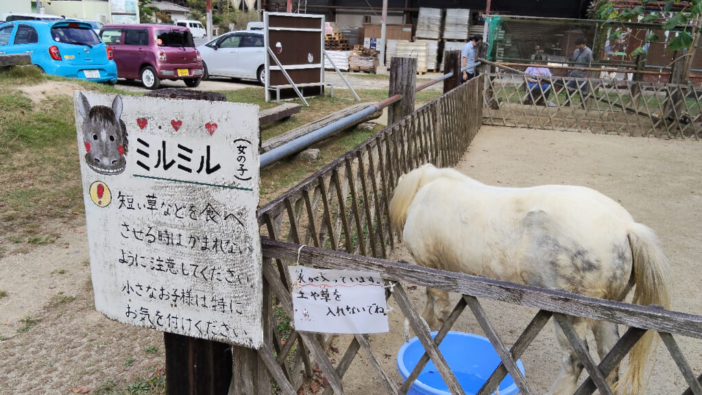 安富牧場のポニー