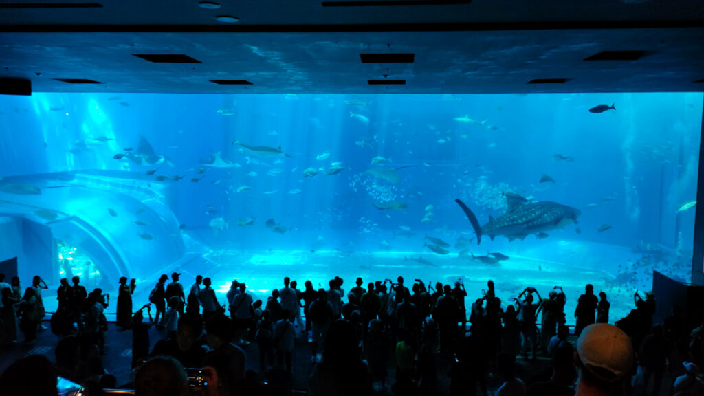 沖縄 美ら海水族館の黒潮の海の大水槽