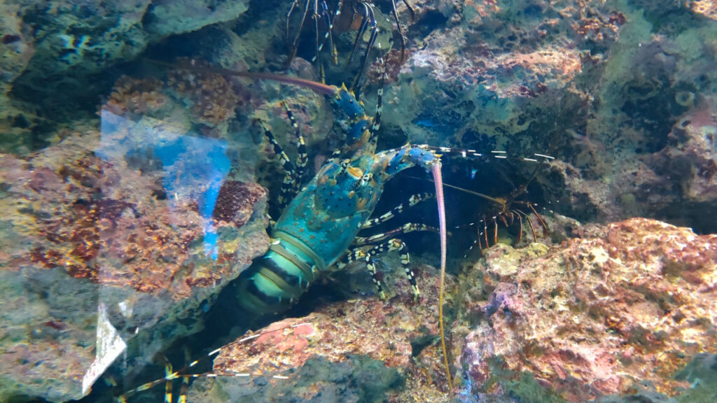 沖縄 美ら海水族館の海老の水槽
