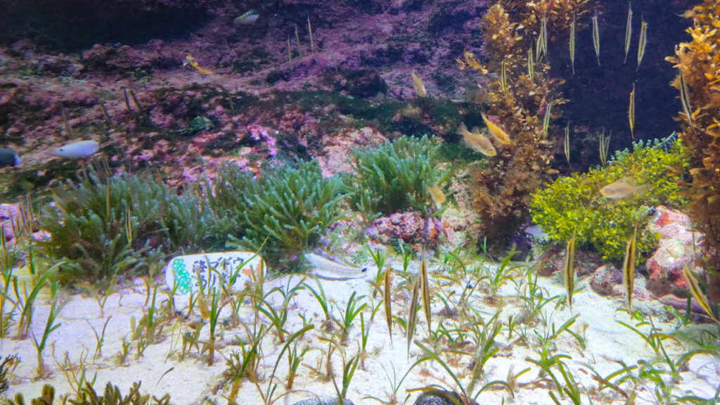 沖縄 美ら海水族館の海ぶどうの水槽
