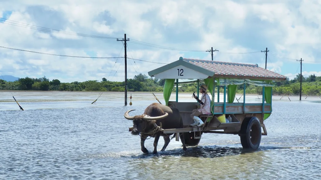 海を渡る由布島の水牛車