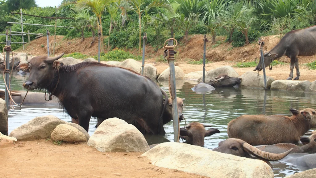 由布島の水牛の池
