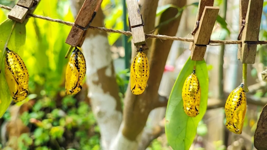 黄金色をした由布島のオオゴマダラのサナギ