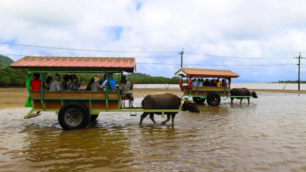 海を渡る由布島の水牛車2台
