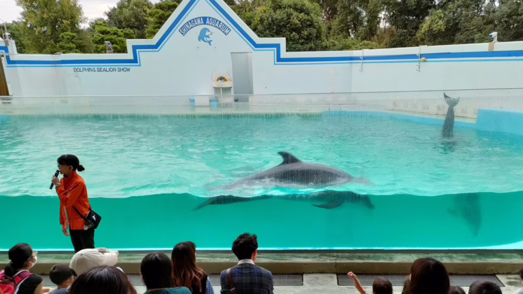 しながわ水族館 イルカショー