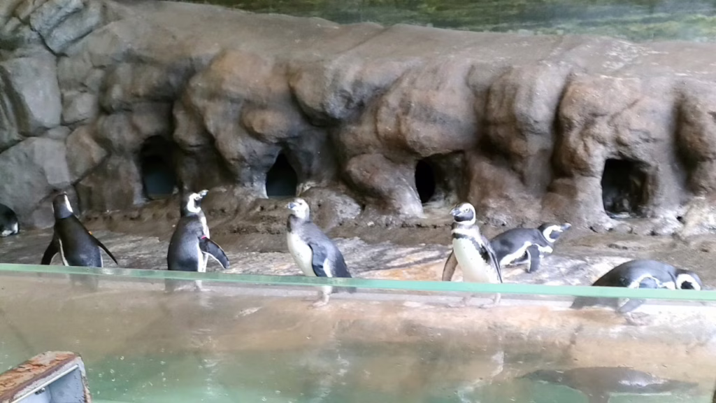 しながわ水族館 ペンギンランド