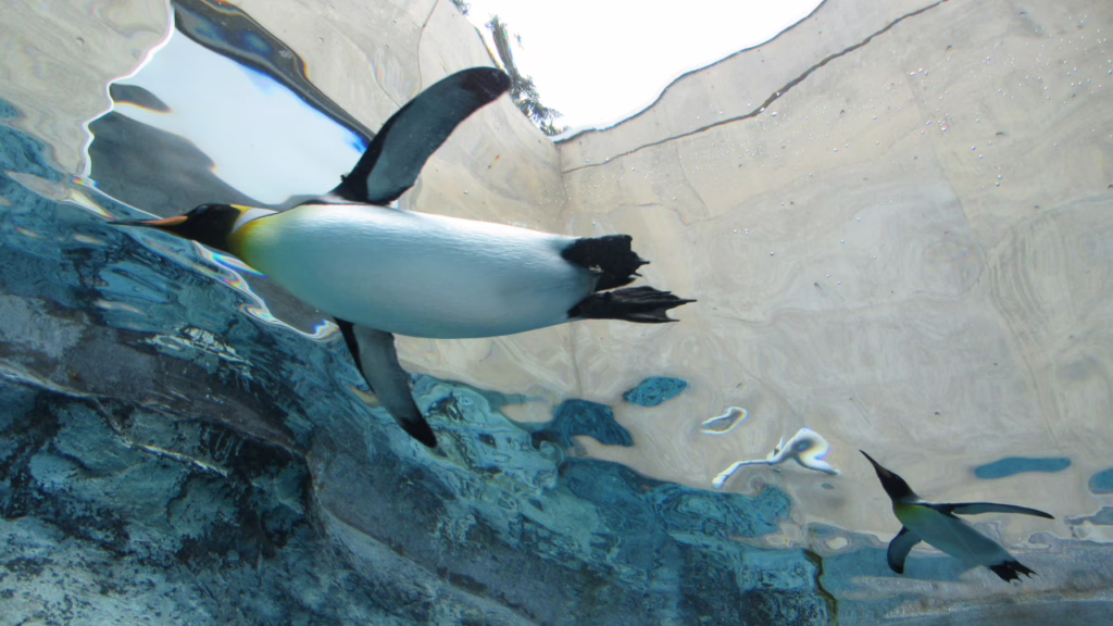 旭山動物園の空飛ぶペンギン