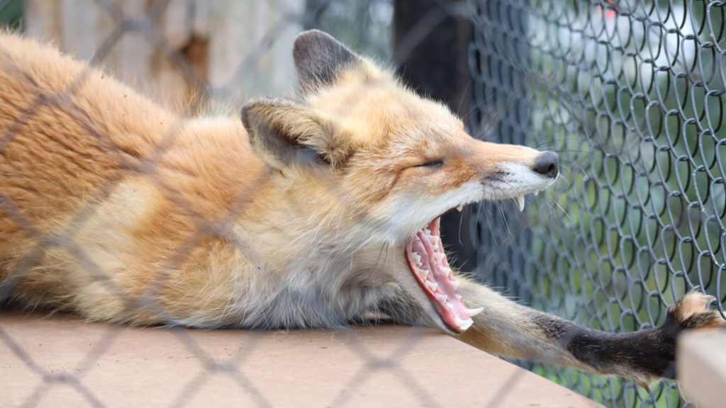 旭山動物園で大きくあくびするキタキツネ