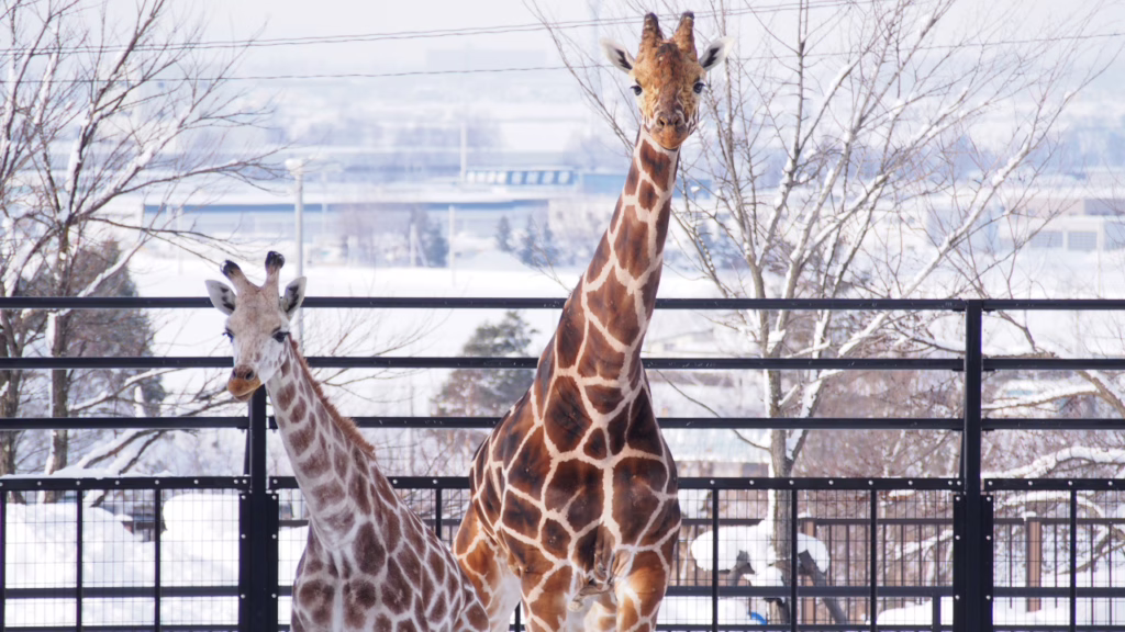 旭山動物園のキリン