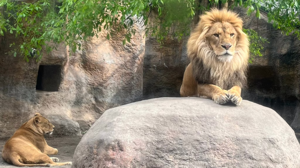 旭山動物園のライオン
