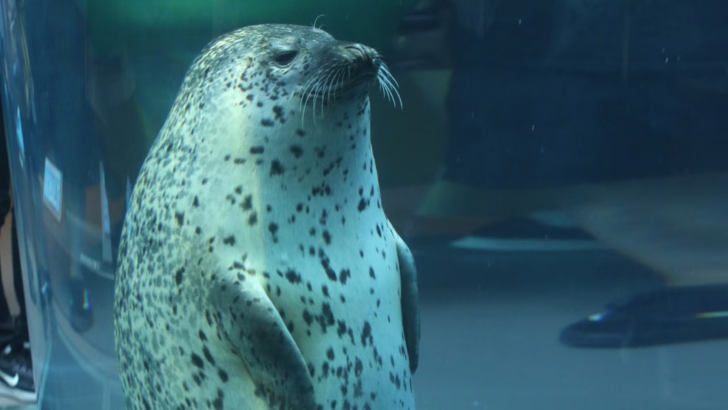 旭山動物園あざらし館の「マリンウェイ」でポーズをとるごまアザラシ