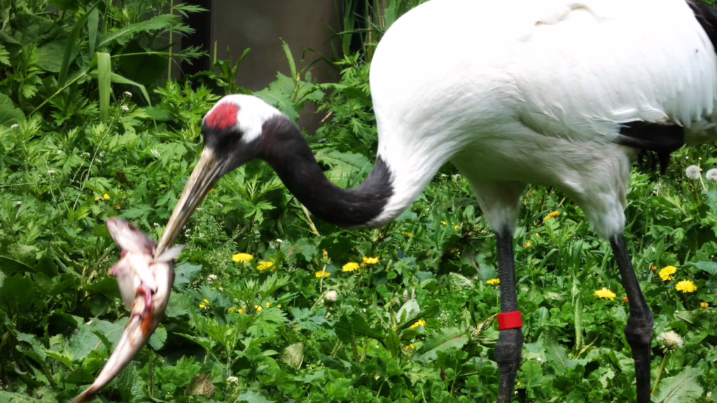 旭山動物園のタンチョウ