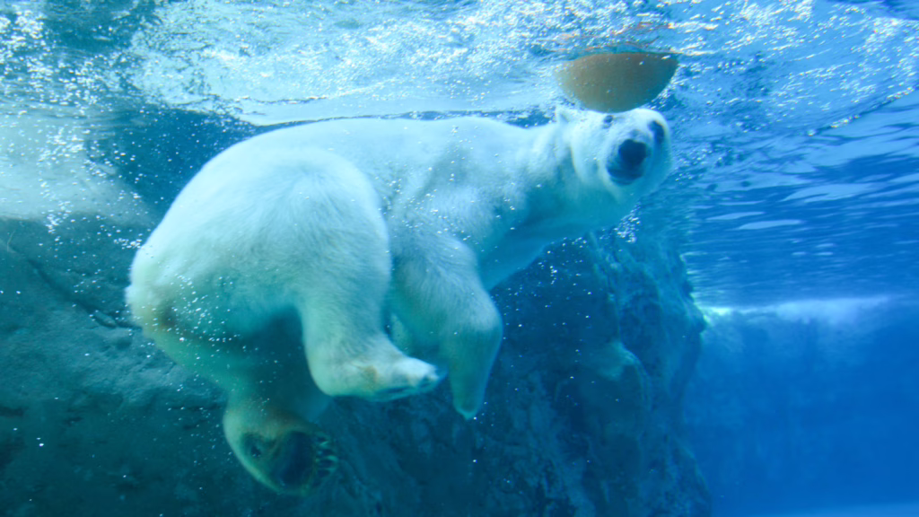 旭山動物園の白くまダイブ