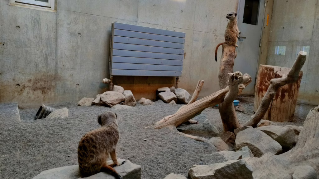 北海道 円山動物園のミーアキャット
