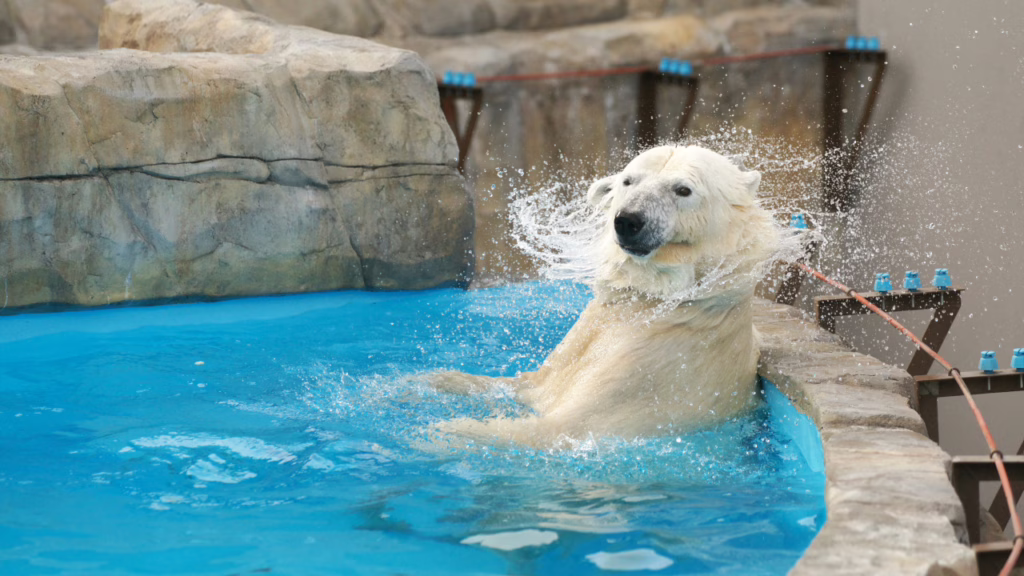 北海道 円山動物園のホッキョクグマ