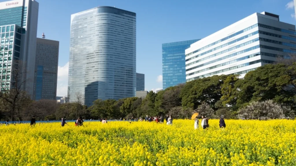 浜離宮恩賜庭園の菜の花