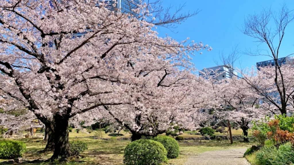 旧芝離宮恩賜庭園の桜