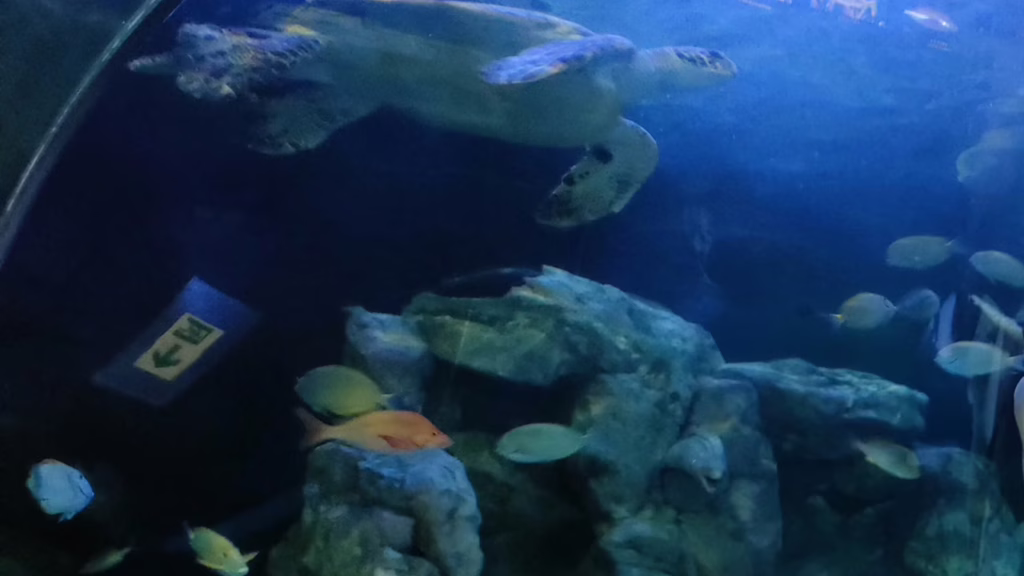 しながわ水族館 トンネル水槽
