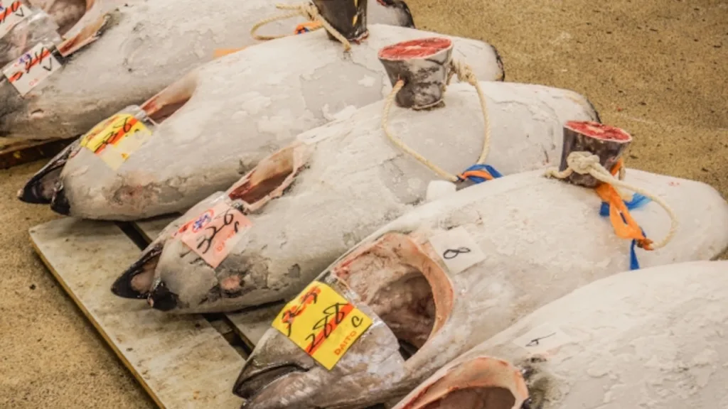 マグロの競り