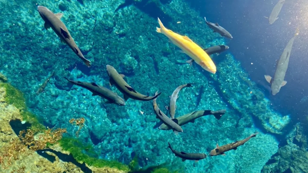 忍野八海の澄みきった池で泳ぐ魚