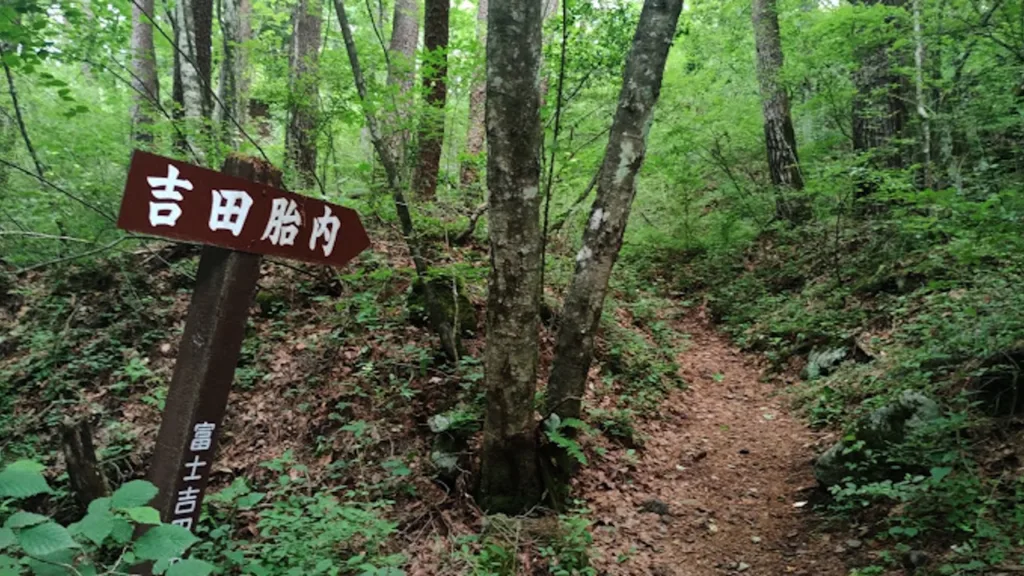 吉田胎内樹型への道順